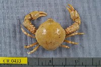 藏品(單齒玉蟹)的圖片
